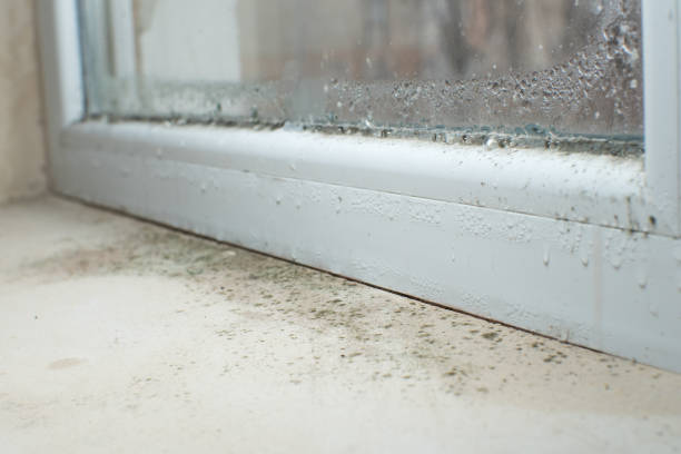 Why You Should Choose Our Mold Remediation Services in Marysville, KS